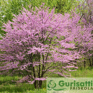 Cercis canadensis (NCECA00)