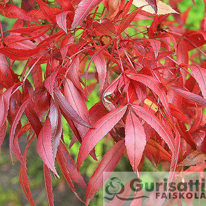 Fraxinus ang. 'Raywood' (NFRANRA)