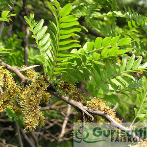 Gleditsia tri. 'Skyline' (NGLTRSK)