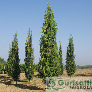 Quercus r. 'Fastigiata Koster' (NQUROFK)
