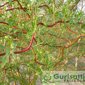 Salix 'Erythroflexuosa' (NSAER00)