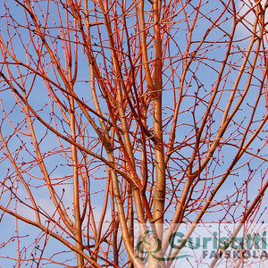 Tilia cordata 'Winter Orange' (NTICOWO)