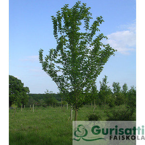Ulmus lutece 'Nanguen' (NULLUNA)