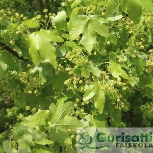 Acer campestre sp. (NACCA00)