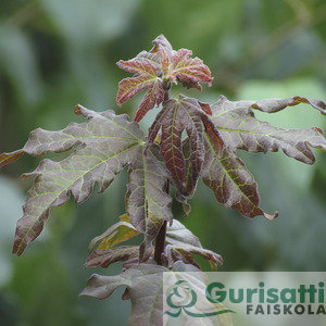 Acer campestre 'Red Shine' (NACCARS)