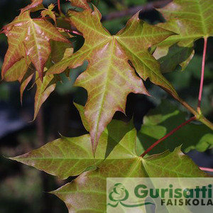 Acer 'Pacific Sunset' (NACPASU)