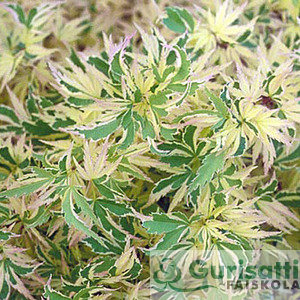 Acer palm. 'Butterfly' (NACPABF)