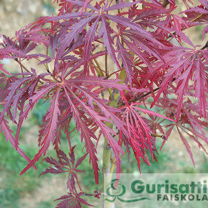 Acer palm. 'Crimson Queen' (NACPACQ)