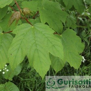 Acer pseudoplatanus (NACPS00)