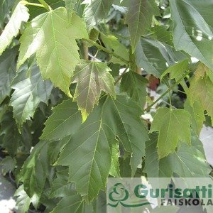 Acer rubrum 'Red Sunset' (NACRURS)