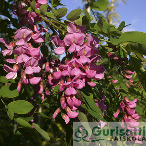 Robinia pse. 'Casque Rouge' (NROPSCA)