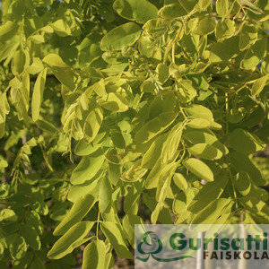 Robinia pse. 'Friesia' (NROPSFR)