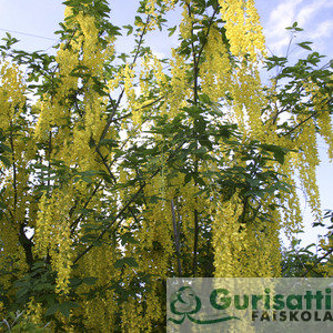 Laburnum watereri 'Vossi' (NLAWAVO)