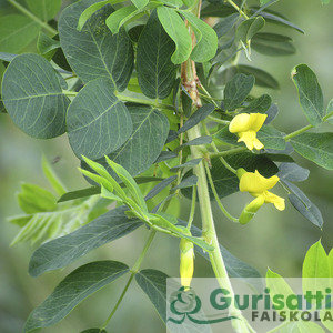 Caragana arborescens 'Pendula' (NCAARPE)