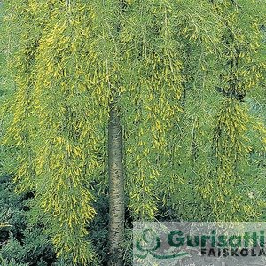 Caragana arborescens 'Walker' (NCAARWA)