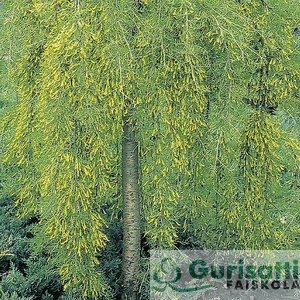 Caragana arborescens 'Walker' (NCAARWA)