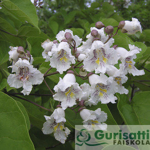 Catalpa bignonioides (NCABI00)