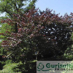 Cercis can. 'Forest Pansy' (NCECAFP)