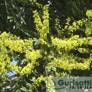 Koelreuteria paniculata (NKOPA00)