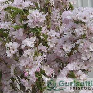 Prunus ser. 'Amanogawa' (NPRSEAM)