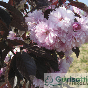 Prunus ser. 'Royal Burgundy' (NPRSERB)