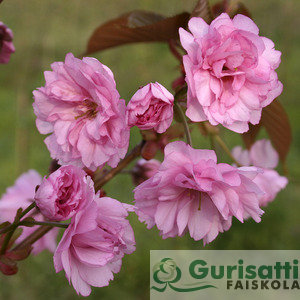 Prunus ser. 'Kansan' (NPRSEKA)