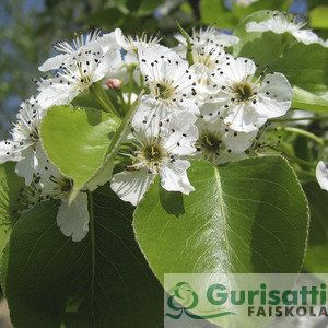 Pyrus calleryana 'Chanticleer' (NPYCACH)