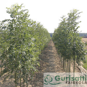 Fraxinus exc. Westhof's Glorie (NFREXWG)