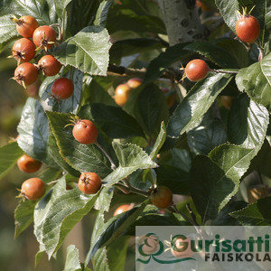 Crataegus lavallei 'Carrierei' (NCRLACA)