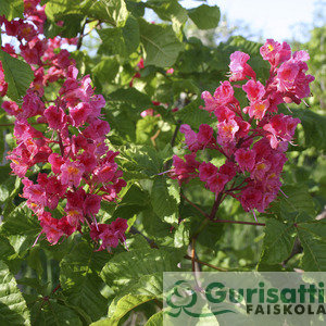 Aesculus carnea 'Briotti' (NAECABR)