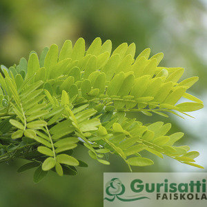 Gleditsia tri. 'Sunburst' (NGLTRSU)