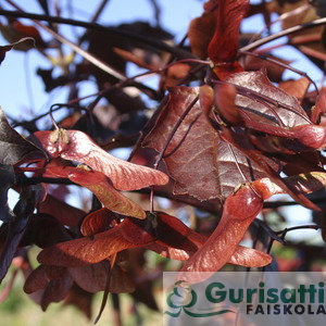 Acer plat. 'Crimson King' (NACPLCK)