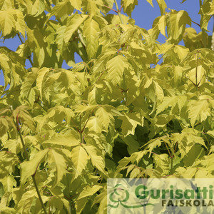 Acer negundo 'Kelly's Gold' (NACNEKE)