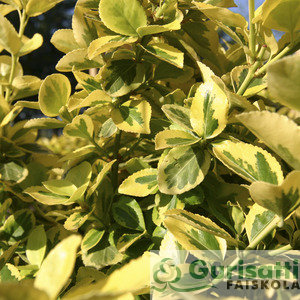 Euonymus for. 'Canadale Gold' (NEUFOCA)