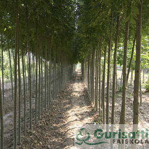 Fraxinus exc. 'Altena' (NFREXAL)