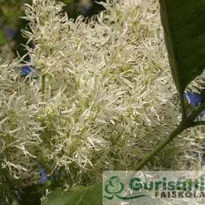 Fraxinus ornus 'Mecsek' (NFRORME)