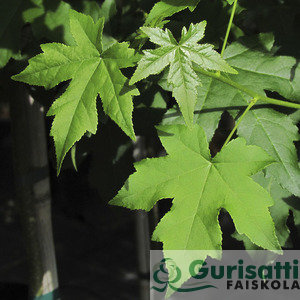 Liquidambar styraciflua (NLIST00)