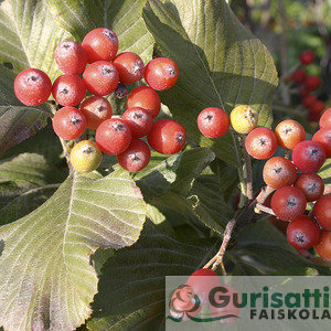 Sorbus aria 'Lutescens' (NSOARLU)