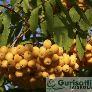 Sorbus arn. 'Golden Wonder' (NSOARGW)