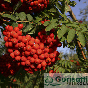 Sorbus a. 'Edulis' (NSOAUED)