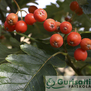 Sorbus thur. 'Fastigiata' (NSOTHFA)