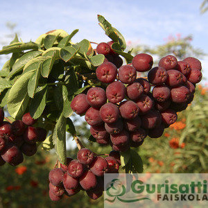 Sorbus 'Titan' (NSOTI00)