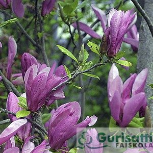 Magnolia 'Susan' (NMASU00)