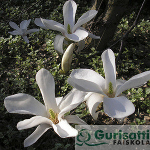 Magnolia kobus (NMAKO00)