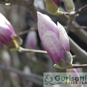 Magnolia x soulangeana (NMASO00)