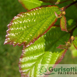 Parrotia persica (NPAPE00)