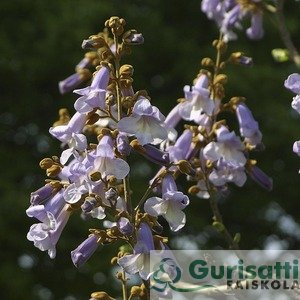 Paulownia tomentosa (NPATO00)