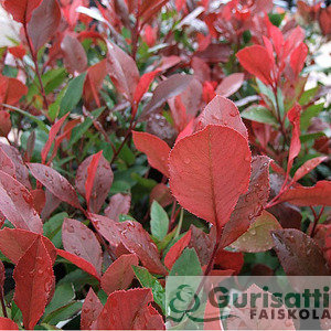 Photinia fr. 'Red Robin' (NPHFRRR)