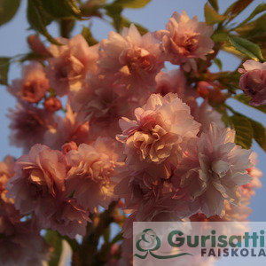 Prunus ser. 'Kiku-Shidare S.' (NPRSEKI)