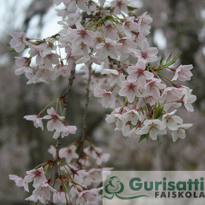 Prunus ser. 'Shirofugen' (NPRSESH)